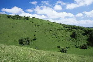 Wye Down NNR, Chalk downland, Kent, UK Wye Down NNR, Chalk downland, Kent, UK