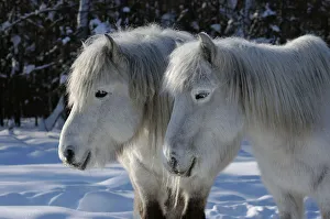 Yakut horses (Equus caballus) standing in snow, Berdigestyakh, Yakutia, East Siberia Yakut horses (Equus caballus) standing in snow, Berdigestyakh, Yakutia, East Siberia