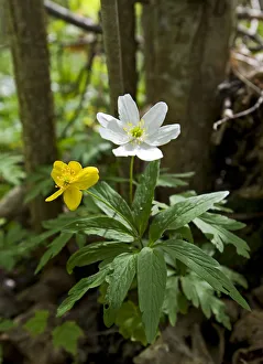Yellow anemone (Anemone ranunculoides) and Wood anemone flowers (Anemone nemorosa) Yellow anemone (Anemone ranunculoides) and Wood anemone flowers (Anemone nemorosa)