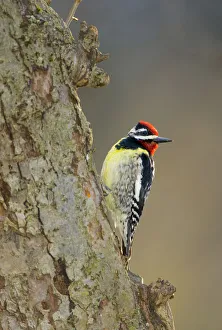 Yellow-bellied Sapsucker (Sphyrapicus varius), male on tree trunk, New York, USA Yellow-bellied Sapsucker (Sphyrapicus varius), male on tree trunk, New York, USA