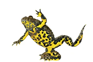 Yellow bellied toad (Bombina variegata) showing underside, Kirchheimbolanden, Germany Yellow bellied toad (Bombina variegata) showing underside, Kirchheimbolanden, Germany