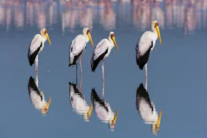 Four Yellow-billed storks (Mycteria ibis) standing in water, Lake Nakuru, Nakuru National Park Four Yellow-billed storks (Mycteria ibis) standing in water, Lake Nakuru, Nakuru National Park