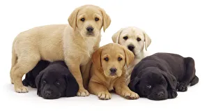 Three yellow and two black Labrador puppies, 6 weeks Three yellow and two black Labrador puppies, 6 weeks