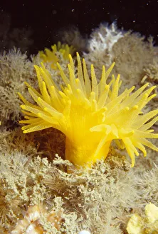 Yellow cave coral {Leptosammia pruvoti} off Sark, Channel Isles, UK Yellow cave coral {Leptosammia pruvoti} off Sark, Channel Isles, UK