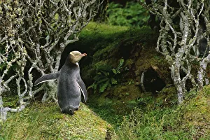 Yellow-eyed penguin in forest {Megadyptes antipodes} Enderby Island, Auckland Is Yellow-eyed penguin in forest {Megadyptes antipodes} Enderby Island, Auckland Is