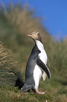 Yellow-eyed Penguin (Megadyptes antipodes) walking to nest hidden inland in dense Yellow-eyed Penguin (Megadyptes antipodes) walking to nest hidden inland in dense