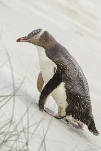Yellow-eyed penguin (Megadyptes antipodes) walking up a sand dune towards its nest Yellow-eyed penguin (Megadyptes antipodes) walking up a sand dune towards its nest