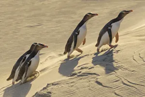 Four Yellow-eyed penguins (Megadyptes antipodes) walking up a sand dune towards their Four Yellow-eyed penguins (Megadyptes antipodes) walking up a sand dune towards their