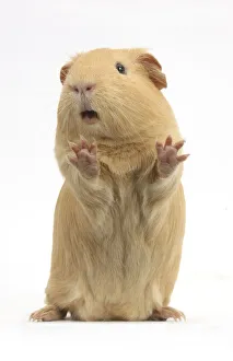 Yellow Guinea pig standing up and squeaking, against white background Yellow Guinea pig standing up and squeaking, against white background