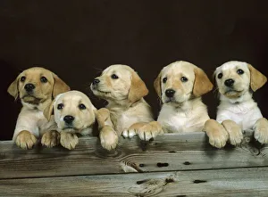 Yellow labrador, five puppies in a row Yellow labrador, five puppies in a row