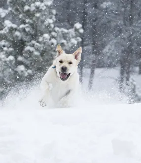 Yellow Labrador Retreiver (Canis familiaris) running in snow. Boulder, Colorado Yellow Labrador Retreiver (Canis familiaris) running in snow. Boulder, Colorado