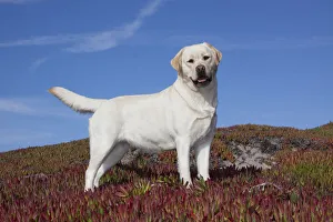 Yellow Labrador Retriever standing in glasswort against a blue sky. Monterey Peninsula Yellow Labrador Retriever standing in glasswort against a blue sky. Monterey Peninsula