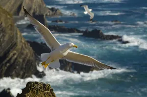 Yellow legged gull (Larus michahellis) in flight, Cabo Sardo (Cape) Alentejo, Natural Yellow legged gull (Larus michahellis) in flight, Cabo Sardo (Cape) Alentejo, Natural