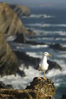 Yellow legged gull (Larus michahellis) on rock, Cabo Sardo, Alentejo, Natural Park Yellow legged gull (Larus michahellis) on rock, Cabo Sardo, Alentejo, Natural Park