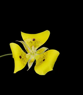 Yellow mariposa lily (Calochortus luteus) with dark nectar guides. Cultivated in glasshouse Yellow mariposa lily (Calochortus luteus) with dark nectar guides. Cultivated in glasshouse