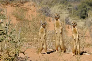 Yellow Mongooses (Cynictis penicillata) standing alert, Kgalagadi National Park Yellow Mongooses (Cynictis penicillata) standing alert, Kgalagadi National Park