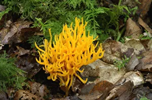 Yellow stagshorn fungus {Calocera viscosa} Annagarriff Wood Peatlands, Co. Armagh Yellow stagshorn fungus {Calocera viscosa} Annagarriff Wood Peatlands, Co. Armagh
