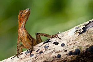 Yellow-tongued / Dim anole (Anolis scypheus) on log, Yasuni National Park, Orellana Yellow-tongued / Dim anole (Anolis scypheus) on log, Yasuni National Park, Orellana