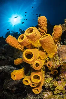 A yellow tube sponge (Aplysina fistularis) growing on a Caribbean coral reef A yellow tube sponge (Aplysina fistularis) growing on a Caribbean coral reef