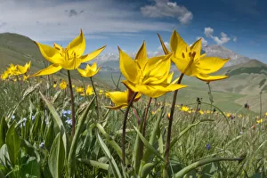 Yellow tulip (Tulipa australis) in flower, above Piano Grande, Sibillini, Appennines Yellow tulip (Tulipa australis) in flower, above Piano Grande, Sibillini, Appennines