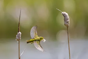 Yellow warbler (Dendroica petechia) collecting nesting material from Bulrush cattail Yellow warbler (Dendroica petechia) collecting nesting material from Bulrush cattail