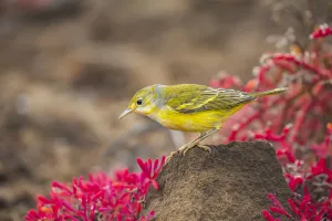 Yellow warbler (Setophaga petechia), male among red Sessuvium edmonstoni plants Yellow warbler (Setophaga petechia), male among red Sessuvium edmonstoni plants