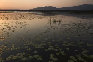 Yellow water lilies (Nuphar lutea) and White water lilies (Nymphaea alba) on Deransko Yellow water lilies (Nuphar lutea) and White water lilies (Nymphaea alba) on Deransko