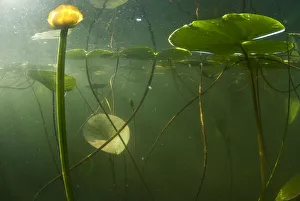 Yellow water lilies (Nuphar lutea) viewed from underwater, Lake Skadar, Lake Skadar National Park Yellow water lilies (Nuphar lutea) viewed from underwater, Lake Skadar, Lake Skadar National Park