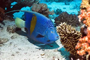 Yellowbar angelfish (Pomacanthus maculosus) Egypt, Red Sea Yellowbar angelfish (Pomacanthus maculosus) Egypt, Red Sea