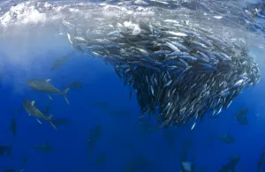 Yellowfin tuna (Thunnus albacares) hunting mackerel (Scomber colias) Tenerife Yellowfin tuna (Thunnus albacares) hunting mackerel (Scomber colias) Tenerife