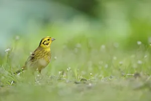Yellowhammer (Emberiza citrinella) on grass. Perthshire, Scotland, June Yellowhammer (Emberiza citrinella) on grass. Perthshire, Scotland, June