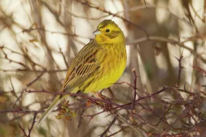 Yellowhammer (Emberiza citrinella) male perched Yellowhammer (Emberiza citrinella) male perched
