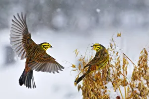 Yellowhammers (Emberiza citrinella) coming in to land of a sheaf of oats in winter Yellowhammers (Emberiza citrinella) coming in to land of a sheaf of oats in winter