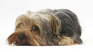 Yorkshire Terrier, lying with chin on the floor Yorkshire Terrier, lying with chin on the floor