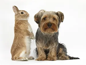 Yorkshire Terrier, with Netherland-cross rabbit Yorkshire Terrier, with Netherland-cross rabbit