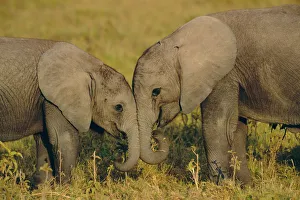 Two young African elephants {Loxodonta africana} Amboseli NP, Kenya Two young African elephants {Loxodonta africana} Amboseli NP, Kenya
