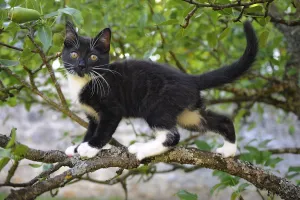 Young black domestic cat with white bib and paws, climbing tree, France Young black domestic cat with white bib and paws, climbing tree, France