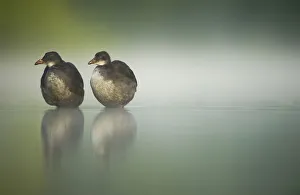 Two young Coots (Fulica atra) standing together in shallow water, Derbyshire, England Two young Coots (Fulica atra) standing together in shallow water, Derbyshire, England
