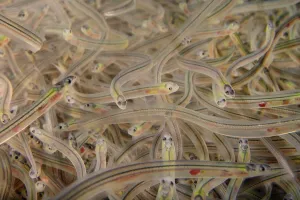 Young European eel (Anguilla anguilla) elvers, or glass eels Young European eel (Anguilla anguilla) elvers, or glass eels