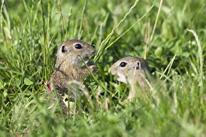 Two young European sousliks (Spermophilus citellus) one feeding, Eastern Slovakia Two young European sousliks (Spermophilus citellus) one feeding, Eastern Slovakia