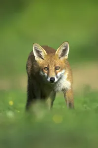Young Fox (Vulpes vulpes) in late summer. Dorset, UK, August Young Fox (Vulpes vulpes) in late summer. Dorset, UK, August