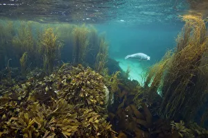 Young Grey seal (Halichoerus grypus) exploring a seaweed garden in summer, Cairns Of Coll Young Grey seal (Halichoerus grypus) exploring a seaweed garden in summer, Cairns Of Coll