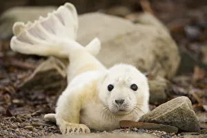 Young grey seal pup (Halichoerus grypus) recently born on a beach in Orkney, Scotland, UK, April Young grey seal pup (Halichoerus grypus) recently born on a beach in Orkney, Scotland, UK, April