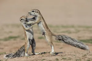 Young ground squirrels (Xerus inauris) fighting, Kgalagadi Transfrontier Park, Northern Cape Young ground squirrels (Xerus inauris) fighting, Kgalagadi Transfrontier Park, Northern Cape