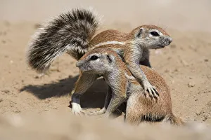Young ground squirrels (Xerus inauris) playing, Kgalagadi Transfrontier Park, South Africa Young ground squirrels (Xerus inauris) playing, Kgalagadi Transfrontier Park, South Africa