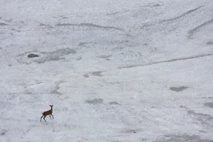 Young male Red deer (Cervus elaphus) walking on snow field to get rid of flies, Western Tatras Young male Red deer (Cervus elaphus) walking on snow field to get rid of flies, Western Tatras