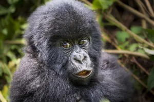 Young Mountain gorilla (Gorilla beringei) this is Gakuru, one of 2 twin infants Young Mountain gorilla (Gorilla beringei) this is Gakuru, one of 2 twin infants