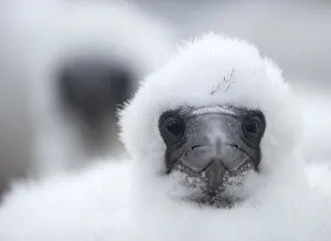 Young Northern gannet (Morus bassanus) chick, Bass Rock, Firth of Forth, Scotland Young Northern gannet (Morus bassanus) chick, Bass Rock, Firth of Forth, Scotland