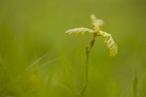 Young oak sapling (Quercus robor). Brecon Beacons National Park, Wales, UK, May Young oak sapling (Quercus robor). Brecon Beacons National Park, Wales, UK, May