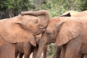 Young orphan Elephants (Loxodonta africana) kissing Young orphan Elephants (Loxodonta africana) kissing